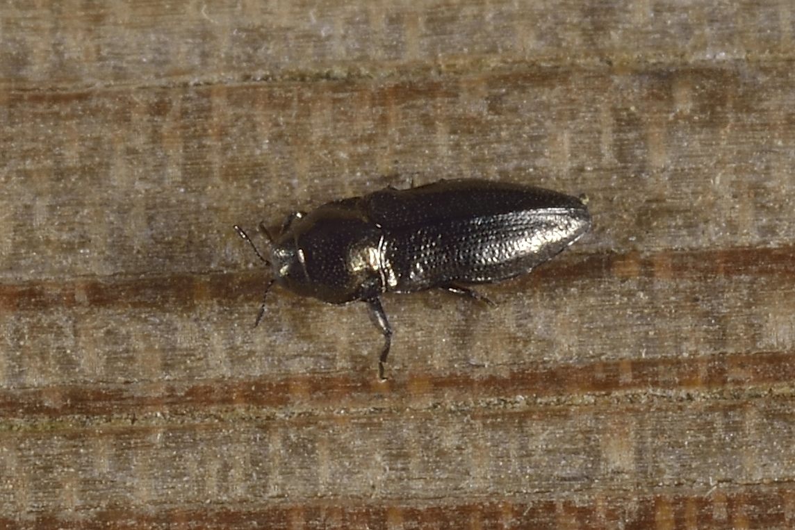 Aphanisticus pygmaeus - Buprestidae